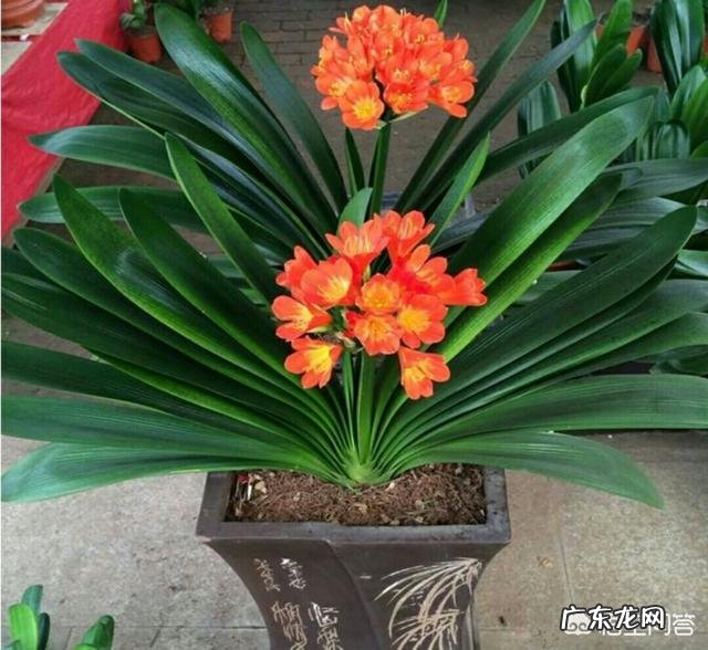 君子兰六七月份怎样浇水?