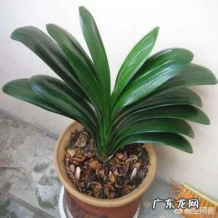 君子兰六七月份怎样浇水?