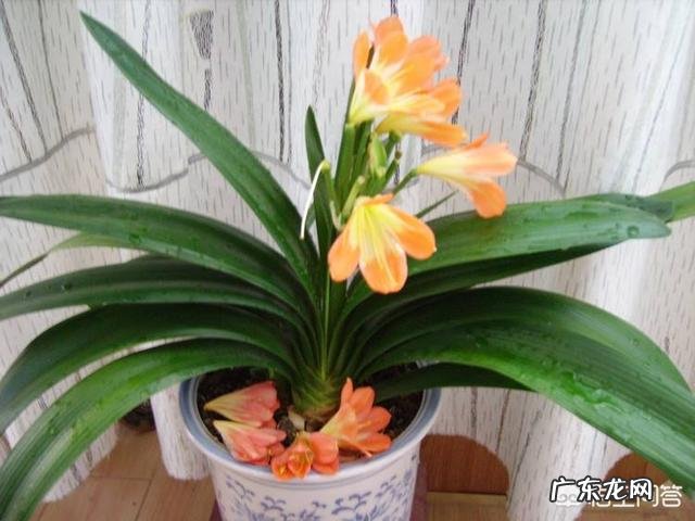 君子兰六七月份怎样浇水?