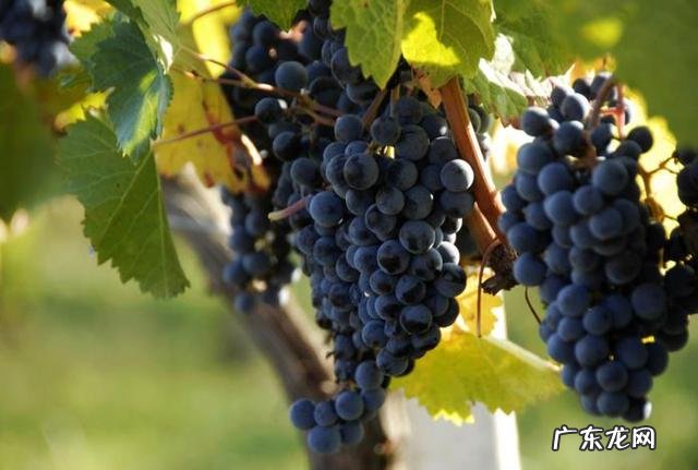 醉酒后有哪些可以迅速解酒的方法?