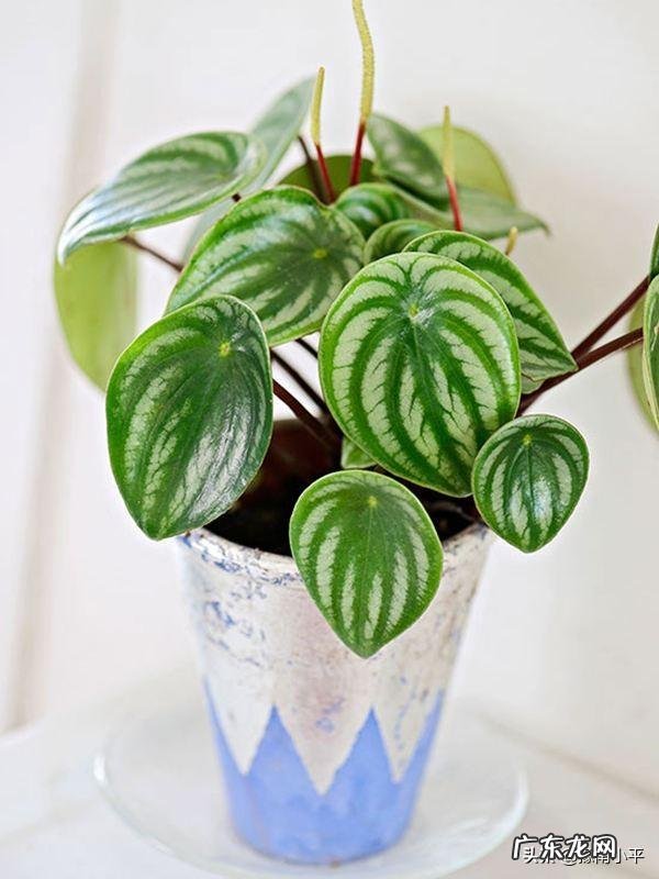 如何预防西瓜皮椒草叶色变黄、叶柄下垂?