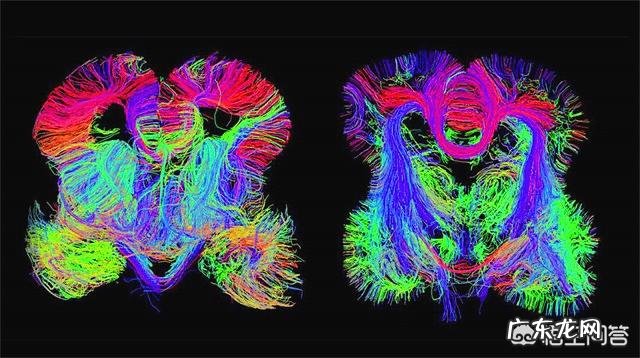 人的大脑装入知识多少,生理前后会发生怎样变化?