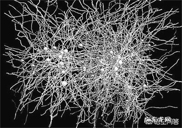 人的大脑装入知识多少,生理前后会发生怎样变化?