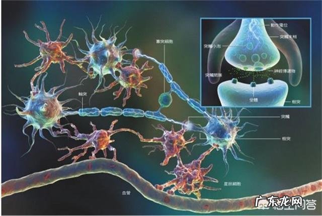 人的大脑装入知识多少,生理前后会发生怎样变化?
