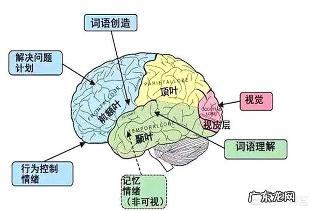人的大脑装入知识多少,生理前后会发生怎样变化?