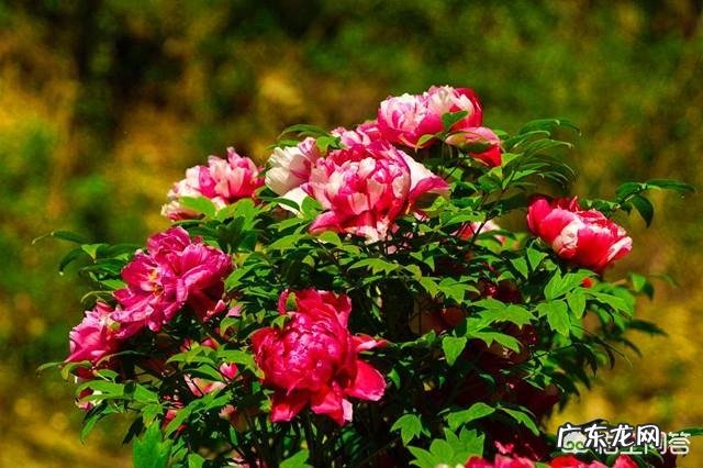 怎样栽培牡丹花？