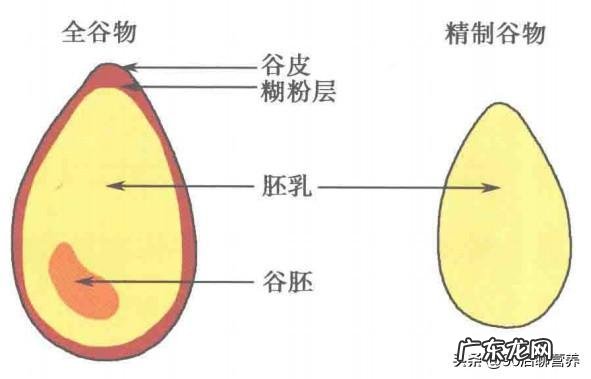 经常吃馒头好还是经常吃米饭好？为什么？