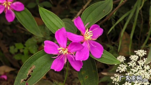 农村常见的红花酢浆草有什么用处?