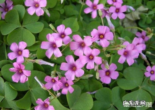 农村常见的红花酢浆草有什么用处?