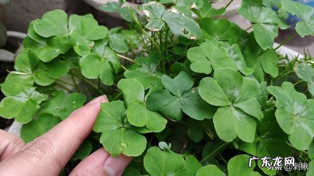 农村常见的红花酢浆草有什么用处?