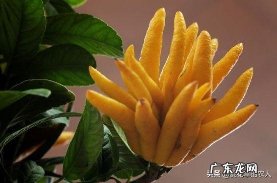 佛手前景如何？如何种植管理？
