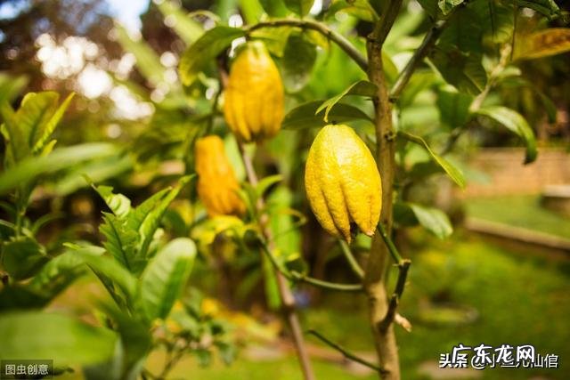 佛手前景如何?如何种植管理?