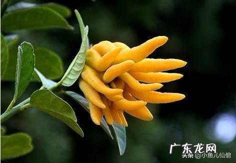 佛手前景如何？如何种植管理？