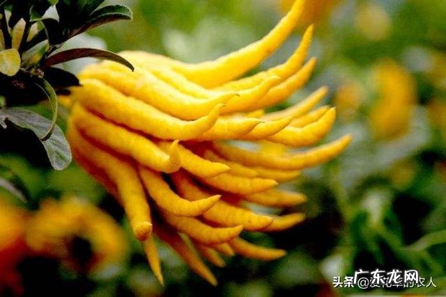 佛手前景如何?如何种植管理?
