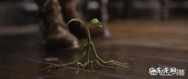 如何评价《神奇动物在哪里2》?