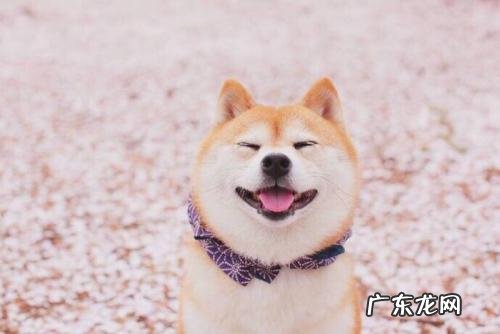 什么狗狗比较好养。不用那么麻烦帮他去护理?