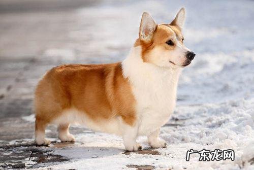 什么狗狗比较好养。不用那么麻烦帮他去护理?