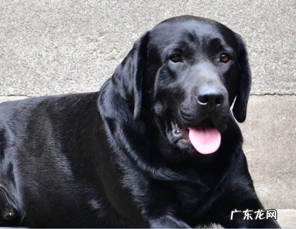 什么狗狗比较好养。不用那么麻烦帮他去护理?