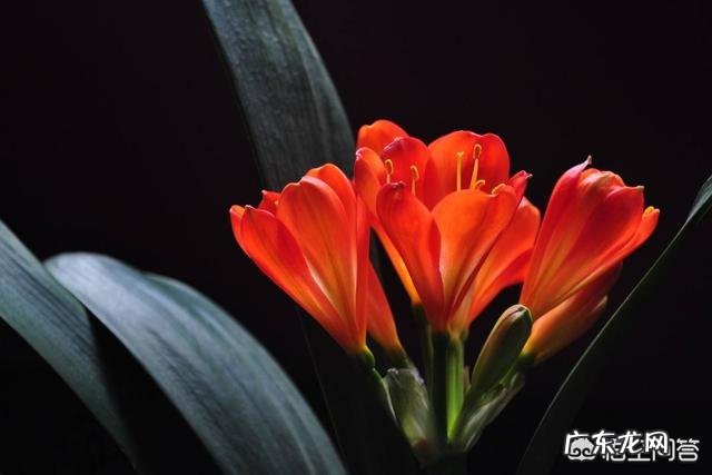 君子兰怎么浇水?