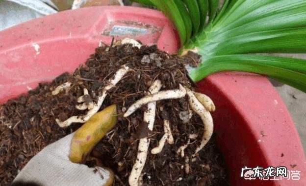 君子兰怎么浇水？