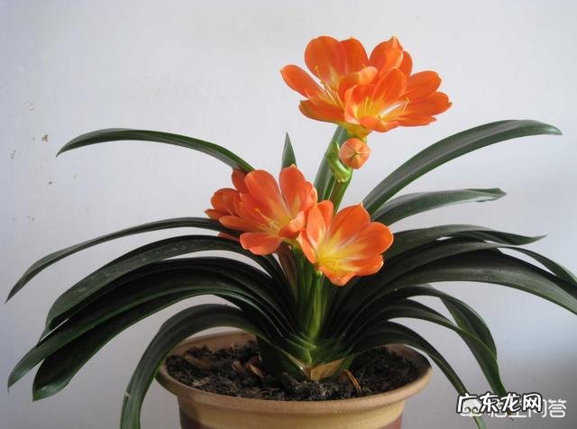 君子兰怎么浇水？