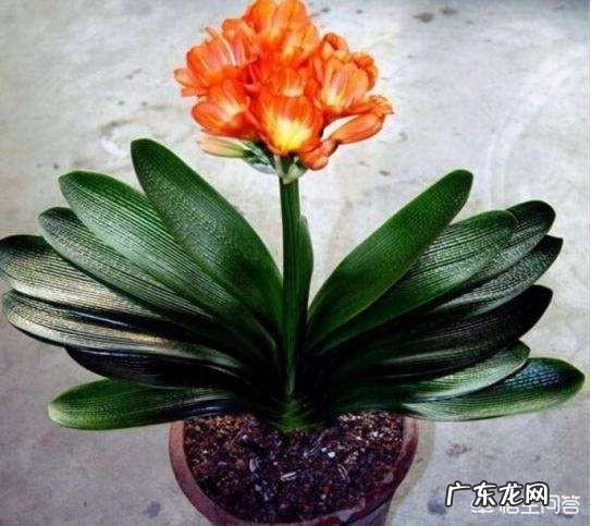 君子兰怎么浇水?