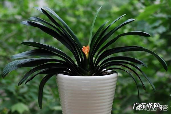 君子兰怎么浇水？