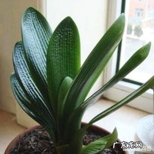 君子兰怎么浇水？