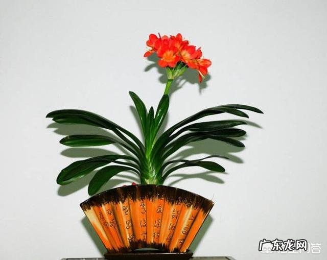 君子兰怎么浇水?