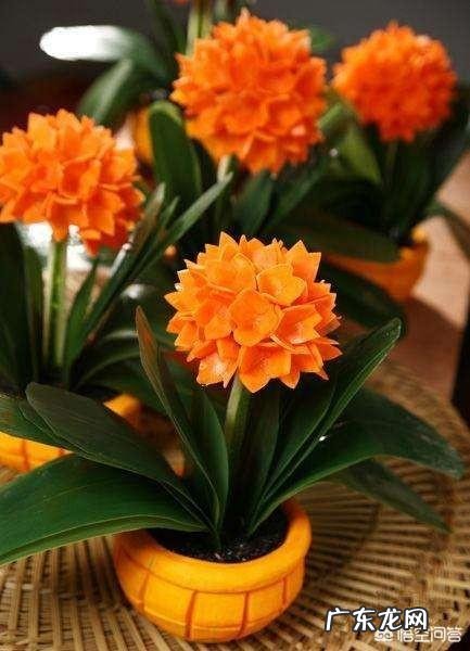 君子兰怎么浇水?