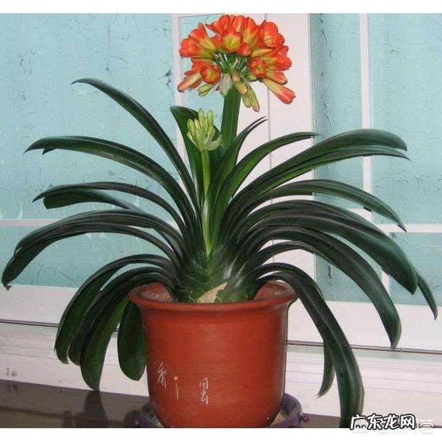 君子兰怎么浇水?