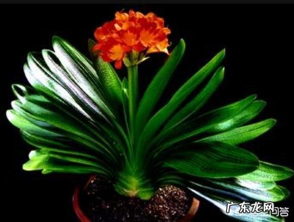 君子兰怎么浇水？