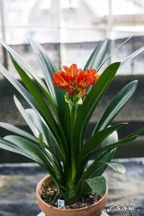 君子兰怎么浇水？