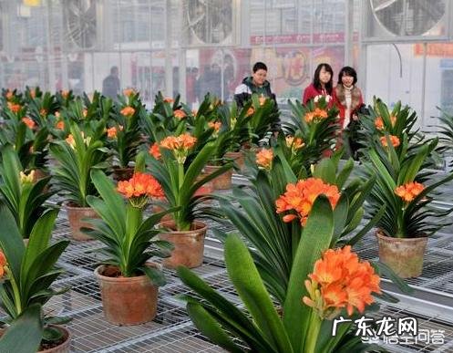 君子兰怎么浇水？