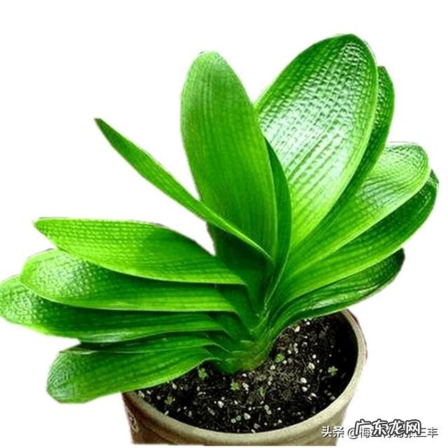 君子兰怎么浇水？