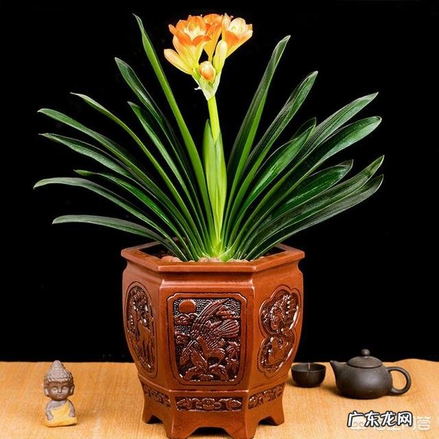 君子兰怎么浇水?