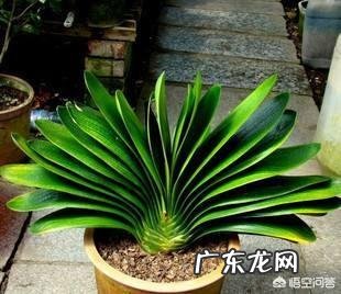 君子兰怎么浇水?