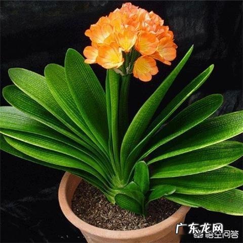 君子兰怎么浇水?