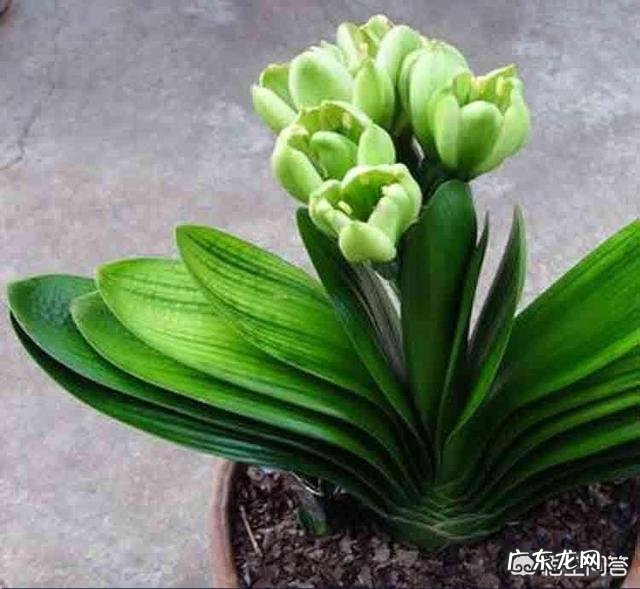 君子兰怎么浇水?