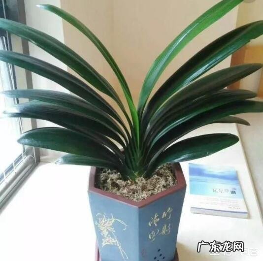 君子兰怎么浇水？