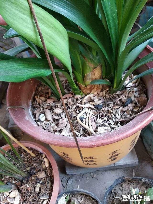 君子兰怎么浇水?