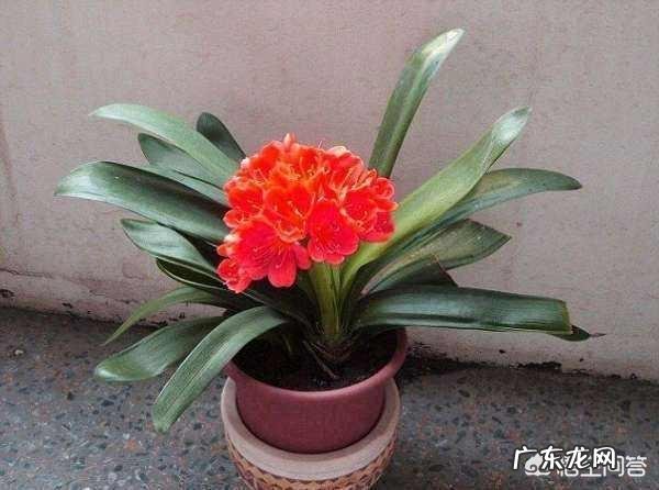 君子兰怎么浇水?
