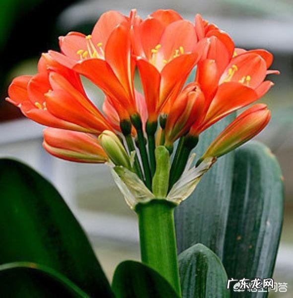 君子兰怎么浇水?