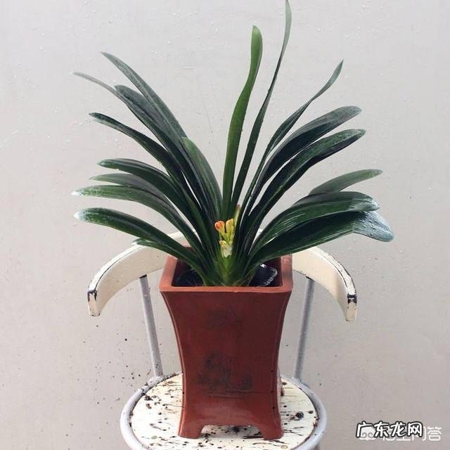 君子兰怎么浇水?