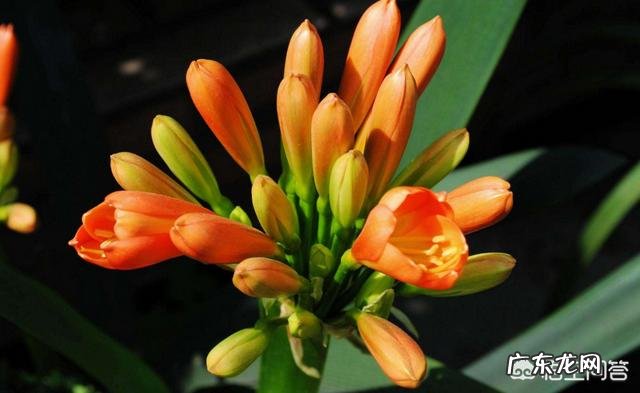 君子兰怎么浇水？