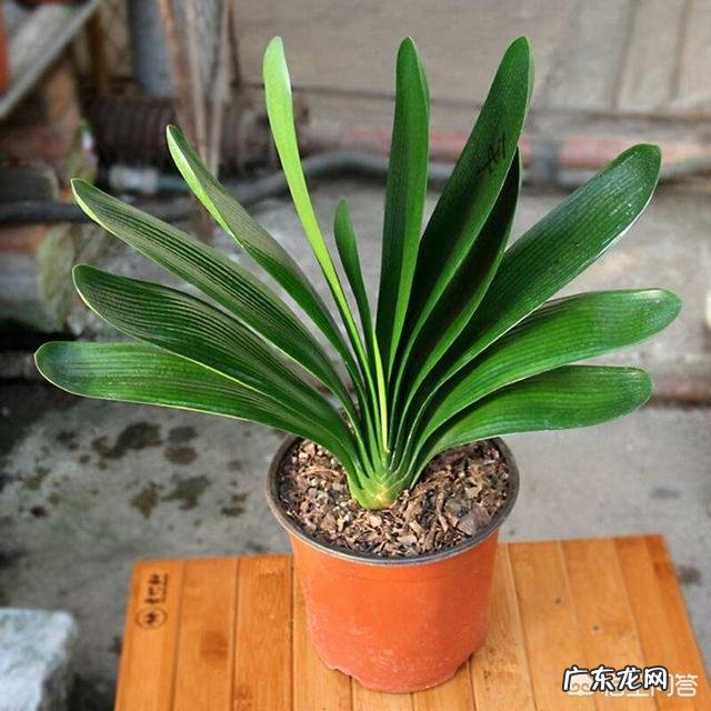 君子兰怎么浇水?