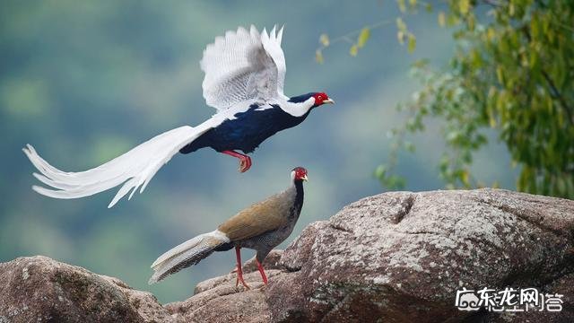 过去没有指甲油,人们用什么染指甲呢?