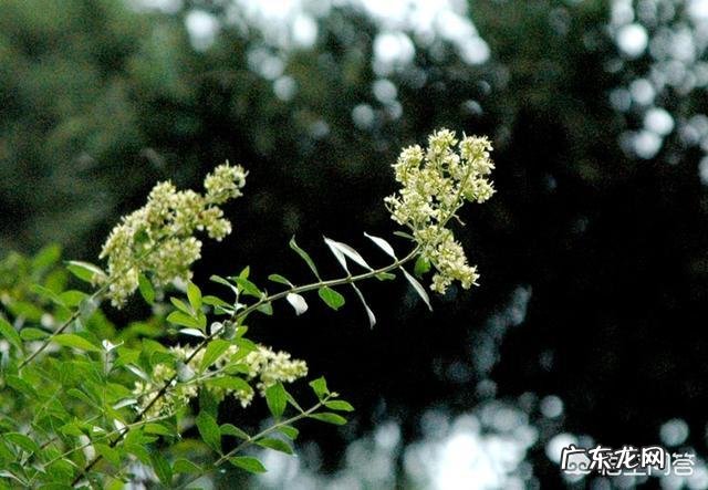 过去没有指甲油,人们用什么染指甲呢?