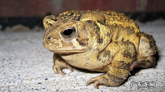 农村里的蟾蜍会脱下一层蟾衣，据说比黄金还贵，但是为什么从来没人在野外看到？