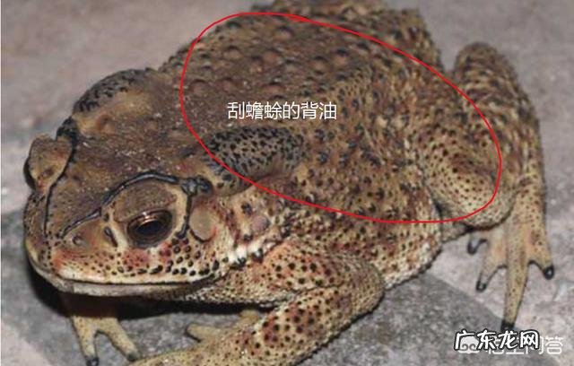 农村里的蟾蜍会脱下一层蟾衣,据说比黄金还贵,但是为什么从来没人在野外看到?